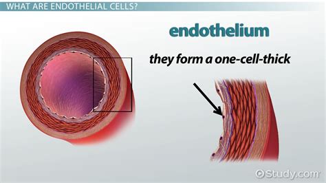 endothelin|endothelium vs endothelial.